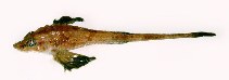 To FishBase images (<i>Leptagonus decagonus</i>, by Dolgov, A.)