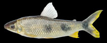 To FishBase images (<i>Leporinus elongatus</i>, by Equipe de Ictiologia do Nupélia)