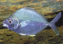 To FishBase images (<i>Leiognathus equulus</i>, Indonesia, by Allen, G.R.)