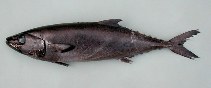 To FishBase images (<i>Lepidocybium flavobrunneum</i>, Azores Is., by Cambraia Duarte, P.M.N. (c)ImagDOP)