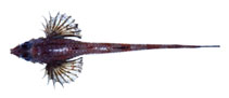 To FishBase images (<i>Sarritor frenatus</i>, Russia, by Orlov, A.)