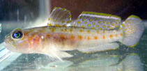 To FishBase images (<i>Lesueurigobius friesii</i>, Sweden, by Noren, M.)