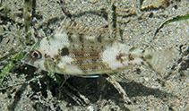 To FishBase images (<i>Lethrinus genivittatus</i>, Philippines, by Hazes, B.)