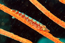 To FishBase images (<i>Lecanogaster gorgoniphila</i>, Sao Tome Princ., by Wirtz, P.)