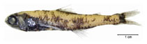 To FishBase images (<i>Lepidophanes guentheri</i>, Brazil, by Fischer, L.G.)