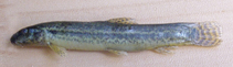 To FishBase images (<i>Lepidocephalichthys guntea</i>, by Rahman, A.K.A.)