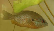 To FishBase images (<i>Lepomis humilis</i>, USA, by Divino, J.N.)
