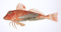 To FishBase images (<i>Lepidotrigla japonica</i>, Japan, by Suzuki, T.)