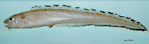 To FishBase images (<i>Lepophidium jeannae</i>, by NOAA\NMFS\Mississippi Laboratory)