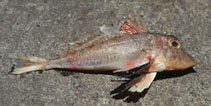 To FishBase images (<i>Lepidotrigla kishinouyi</i>, by Gloerfelt-Tarp, T.)