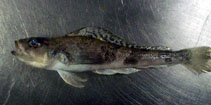To FishBase images (<i>Nototheniops larseni</i>, S. Georg. Sandw., by Reyes, P.)