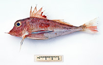 To FishBase images (<i>Lepidotrigla larsoni</i>, Australia, by Graham, K.)