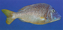 To FishBase images (<i>Lethrinus laticaudis</i>, New Caledonia, by Allen, G.R.)