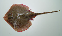 To FishBase images (<i>Leucoraja lentiginosa</i>, by NOAA\NMFS\Mississippi Laboratory)
