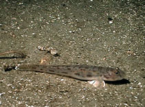 To FishBase images (<i>Lepidogobius lepidus</i>, USA, by Bauder, C.)