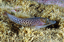To FishBase images (<i>Lepadogaster lepadogaster</i>, Italy, by Guerrieri, S.)