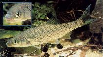To FishBase images (<i>Leuciscus leuciscus</i>, Germany, by Zienert, S.)