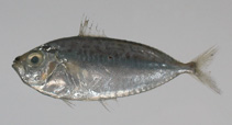 To FishBase images (<i>Leiognathus lineolatus</i>, Chinese Taipei, by Fisheries Research Institute, Taiwan)