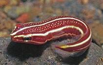 To FishBase images (<i>Lepadichthys lineatus</i>, Indonesia, by Allen, G.R.)