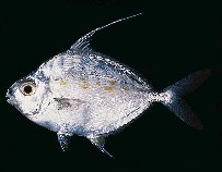 To FishBase images (<i>Leiognathus smithursti</i>, Indonesia, by Randall, J.E.)