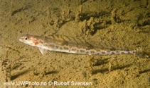 To FishBase images (<i>Leptoclinus maculatus</i>, by Svensen, R.)