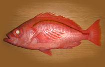 To FishBase images (<i>Lepidoperca magna</i>, Australia, by Yau, B.)