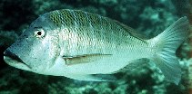 To FishBase images (<i>Lethrinus mahsena</i>, by Randall, J.E.)