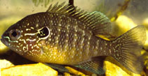 Image of Lepomis marginatus (Dollar sunfish)