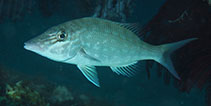 To FishBase images (<i>Lethrinus microdon</i>, Philippines, by Hazes, B.)