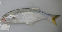 To FishBase images (<i>Leptobrama muelleri</i>, Australia, by Diggles, B.)