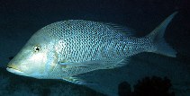 To FishBase images (<i>Lethrinus nebulosus</i>, Australia, by Randall, J.E.)