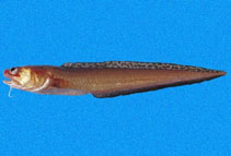 To FishBase images (<i>Lepophidium negropinna</i>, Panama, by Robertson, R.)