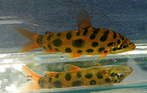 To FishBase images (<i>Leporinus nijsseni</i>, Suriname, by Schönherr, K.)