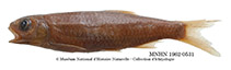 Image of Leptocypris niloticus 