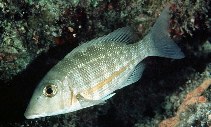 To FishBase images (<i>Lethrinus obsoletus</i>, Maldives, by Randall, J.E.)