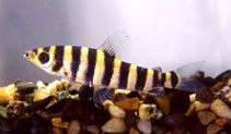 To FishBase images (<i>Leporinus octofasciatus</i>, Colombia, by Landines, M.)