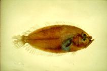 To FishBase images (<i>Lepidoblepharon ophthalmolepis</i>, Chinese Taipei, by Shao, K.T.)