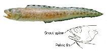 To FishBase images (<i>Lepophidium pheromystax</i>, by JAMARC)