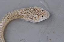 To FishBase images (<i>Lesueurina platycephala</i>, Australia, by Dowling, C.)