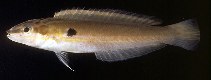 To FishBase images (<i>Leptojulis polylepis</i>, Solomon Is., by Randall, J.E.)