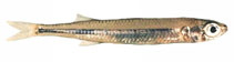 To FishBase images (<i>Leptatherina presbyteroides</i>, Australia, by Good, P.)