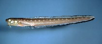 To FishBase images (<i>Lepophidium profundorum</i>, by Flescher, D.)