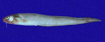 To FishBase images (<i>Lepophidium prorates</i>, Panama, by Allen, G.R.)