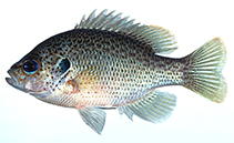 Image of Lepomis punctatus (Spotted sunfish)