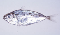 To FishBase images (<i>Leiognathus rivulatus</i>, Japan, by Suzuki, T.)