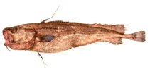 To FishBase images (<i>Lepidion schmidti</i>, by Orlov, A.)