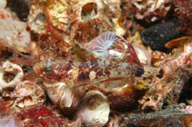 To FishBase images (<i>Lebetus scorpioides</i>, UK Scotland, by Scott, S.)