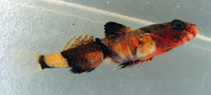 To FishBase images (<i>Lebetus guilleti</i>, by Wirtz, P.)