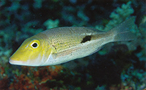 To FishBase images (<i>Lethrinus semicinctus</i>, Fiji, by Allen, G.R.)