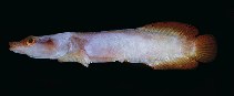 To FishBase images (<i>Lepadichthys frenatus</i>, by Randall, J.E.)